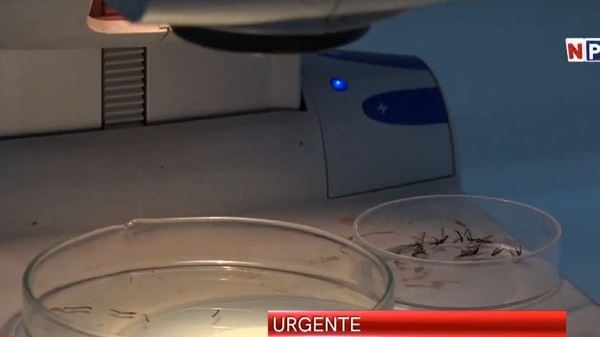 Niña de dos años muere por aparente cuadro de dengue grave - Noticias Paraguay