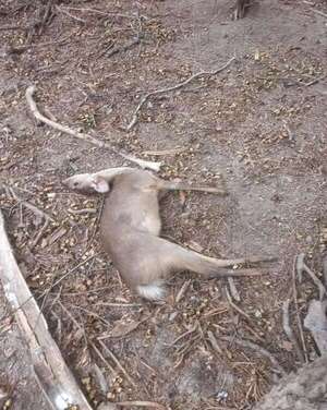 Chaco: masiva muerte de animales silvestres por ola de calor extremo - Noticias del Chaco - ABC Color