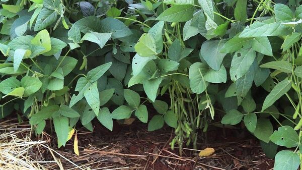 Condiciones climáticas causan desafíos para productores rurales - La Clave