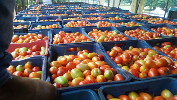 Hay una aparente especulación con el precio de los tomates - La Tribuna