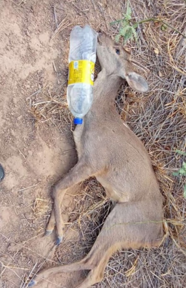 Ola de calor extremo en Chaco provoca muerte masiva de fauna silvestre