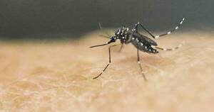 La Nación / Tras cada lluvia, instan a dedicar 10 minutos diarios para eliminar criaderos de mosquito