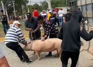 Volcó un camión con 200 cerdos y los vecinos se llevaron varios animales (video) » San Lorenzo PY