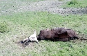 Todo el Chaco sufre el embate de la extrema sequía