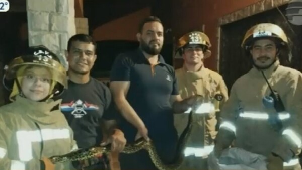 Kuriju de 2 metros entra a una casa y familia acude a bomberos en San Antonio