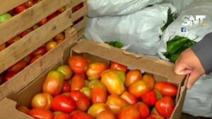 Baja calidad y precios elevados del tomate | Radio Regional 660 AM