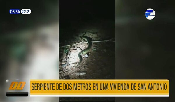 Hallan serpiente de dos metros en una vivienda de San Antonio | Telefuturo