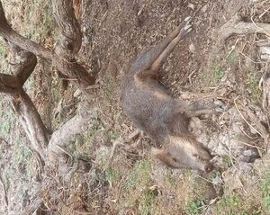 Diario HOY | Mueren sobre tractores, en chacras, en sus casas: ya son 11 fallecidos por calor en Chaco 