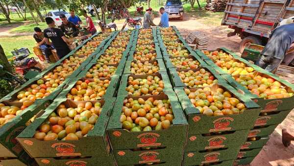 MAG sugirió a Sedeco intervenir comercios por suba del tomate