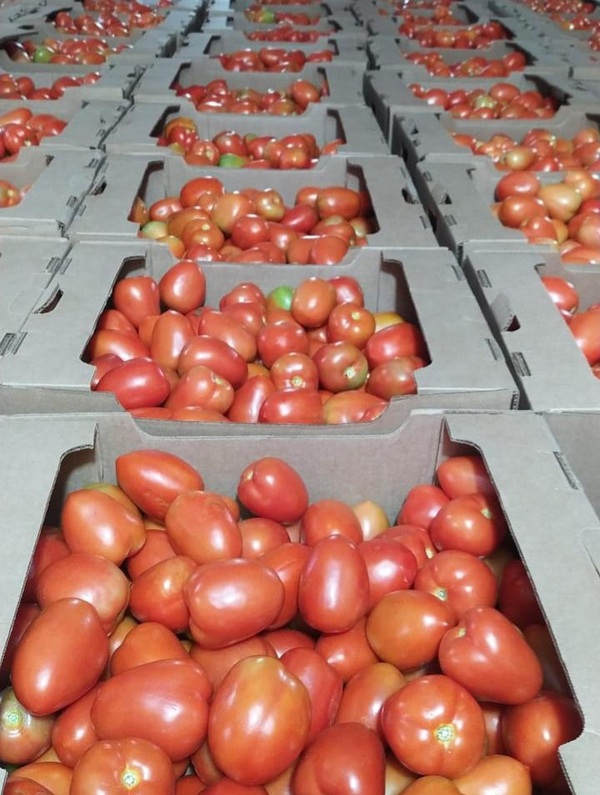 Ofertarán tomate este miércoles en tres ferias simultáneas - trece