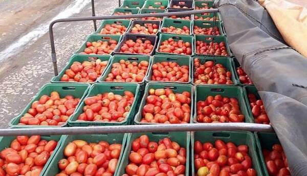 ¡Están del tomate! Supermercados e intermediarios son culpables de alto precio