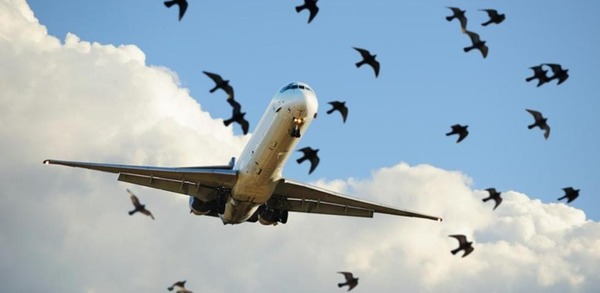 Pilotos denuncian colisión entre aves y aviones: Los casos aumentaron un 300% - Megacadena - Diario Digital