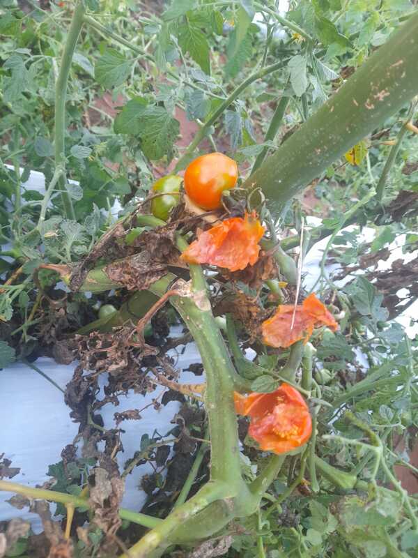 EL RUBRO DEL AGRO MUY AFECTADO TRAS VARIOS DÍAS DE LLUVIAS.