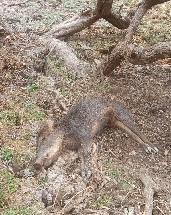 OLA DE CALOR DEJA REGUERO DE MUERTES EN EL CHACO - La Voz del Norte