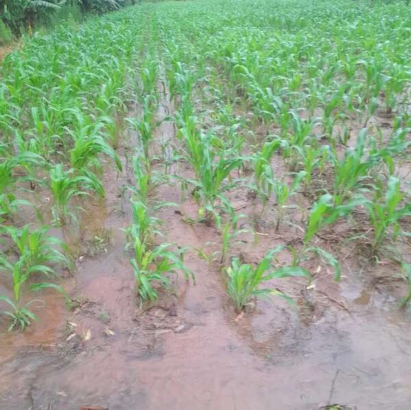 Intensas lluvias provocaron anegamientos de cultivos agrícolas en Ybytymí - Nacionales - ABC Color