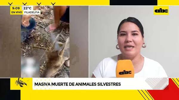 Video: Masiva muerte de animales silvestres - ABC Noticias - ABC Color