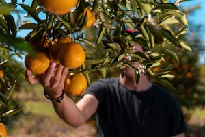 Invitan a feria de productores frutihortícolas para conectar de manera directa con consumidores - MarketData