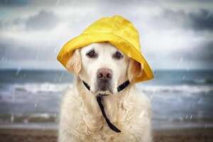 Consejos para cuidar a nuestras mascotas de la húmedad y la lluvia - Mascotas - ABC Color