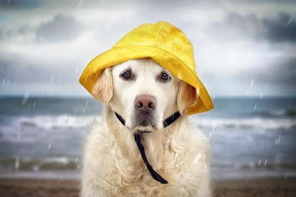 Consejos para cuidar a nuestras mascotas de la húmedad y la lluvia - Mascotas - ABC Color