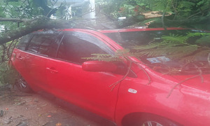 [#IPSCoronelOviedo] Frondoso árbol cae derribado por la tormenta