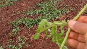 Temporal provocó daños a los cultivos en Alto Paraná