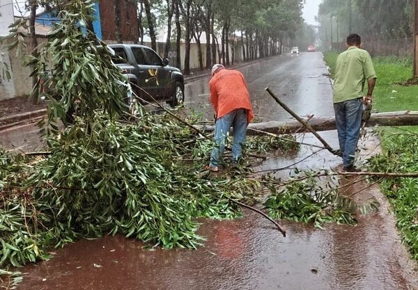 Tormenta deja árboles caídos en Santa Rita