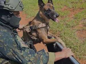 Video: conocé a la agrupación de canes de guerra del batallón de operaciones de la FTC - Nacionales - ABC Color