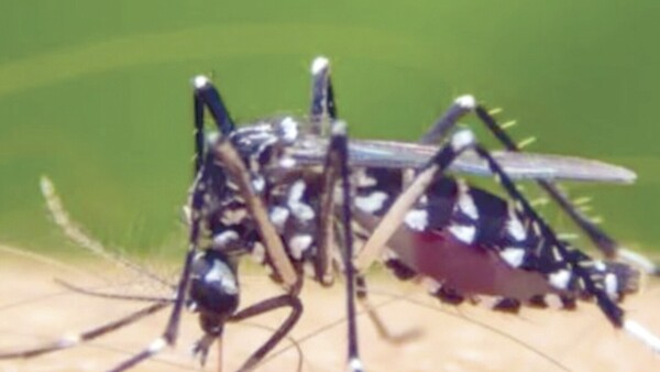 Dengue grave afecta más a menores de 5 a 14 años