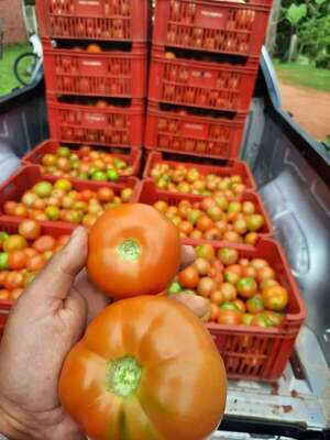 Escasez de tomate es porque subieron demasiado insumos para producirlos - Nacionales - ABC Color