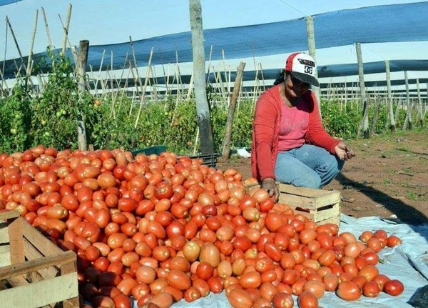 Diario HOY | Tomate por las nubes: Sedeco debe velar por los derechos del consumidor, reafirman