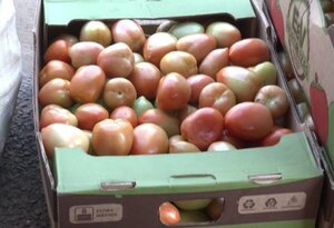 Desde el MAG argumentan que las condiciones climáticas no permiten la maduración total de tomates