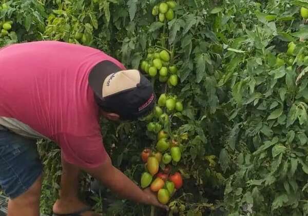 Precio del tomate baja ligeramente en Abasto - Nacionales - ABC Color