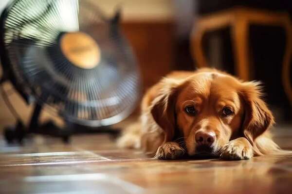 Sin glándulas sudoríparas, los perros sufren debido al calor - Mascotas - ABC Color