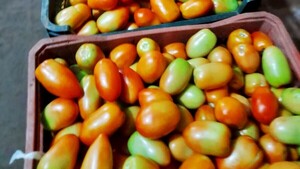 Conacom indaga de forma urgente el disparo de precios del tomate