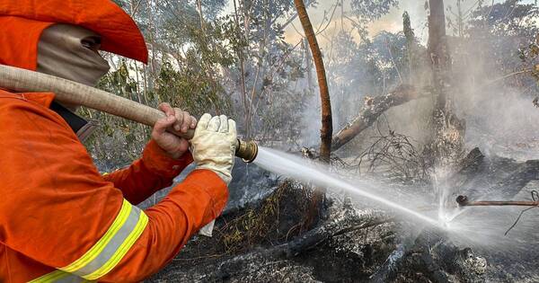 La Nación / Pantanal brasileño: incendios “fuera de control” ponen en peligro la fauna