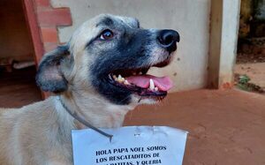 Un regalo para cuatro patas
