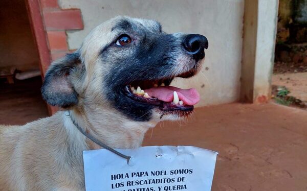 Un regalo para cuatro patas