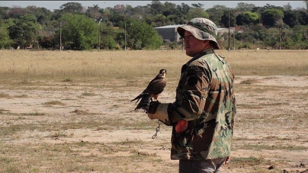 Denuncian aumento de colisiones entre aves y aviones en un 300%