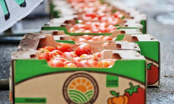 Ofertan tomate en 3 ferias simultáneas desde G. 8 mil/Kg
