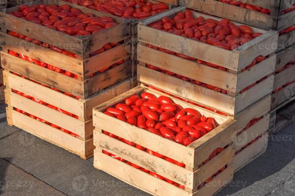 Tomate: la oferta y la demanda deben trabajar libremente, dice titular del MIC