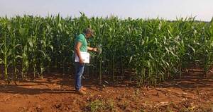 Verifican parcelas de maíz producidas en varios distritos de Alto Paraná