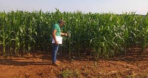 Verifican parcelas de maíz producidas en varios distritos de Alto Paraná