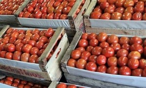 Productor cataloga de “atípica” la suba del precio del tomate y culpa a factores climáticos – Prensa 5