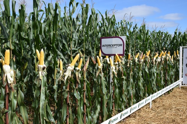 Los Insumos Biológicos en el manejo integrado de plagas y enfermedades en cultivos agrícolas garantizan la sostenibilidad