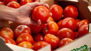 El tomate: el 'oro rojo' que golpea la economía familiar