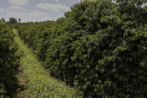 Los caficultores brasileños apuestan por la sostenibilidad frente a la crisis climática - MarketData
