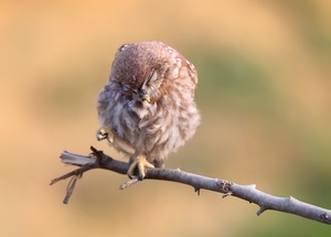 Diario HOY | ¿Por qué los pájaros duermen de pie?