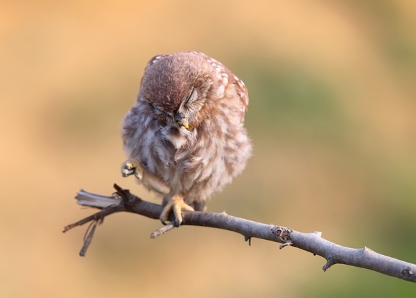 Diario HOY | ¿Por qué los pájaros duermen de pie?