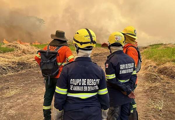 Incendios “fuera de control” en el Pantanal brasileño, cerca de Paraguay - Mundo - ABC Color