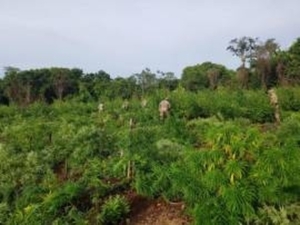 SENAD eliminó 23 hectáreas de marihuana
